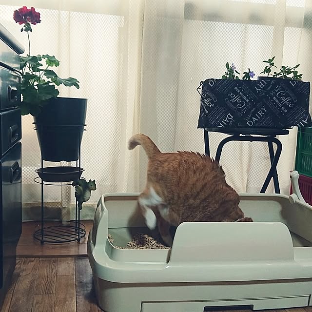 NOAHさんの実例写真
