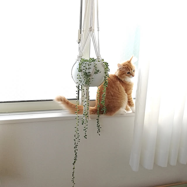 pinokoさんの実例写真