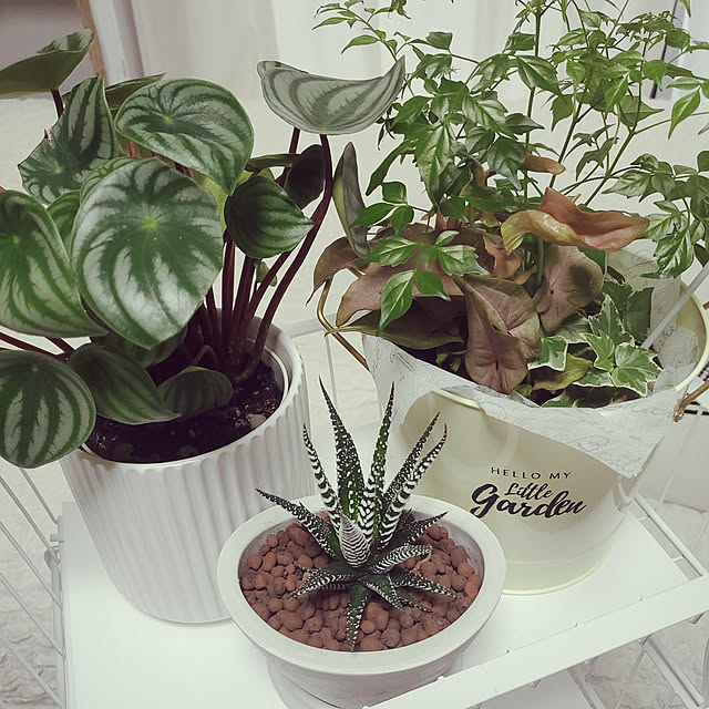 cocoaさんの実例写真