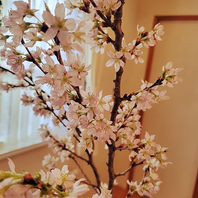 mikiさんの部屋