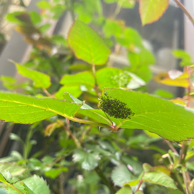 na-chanさんの部屋