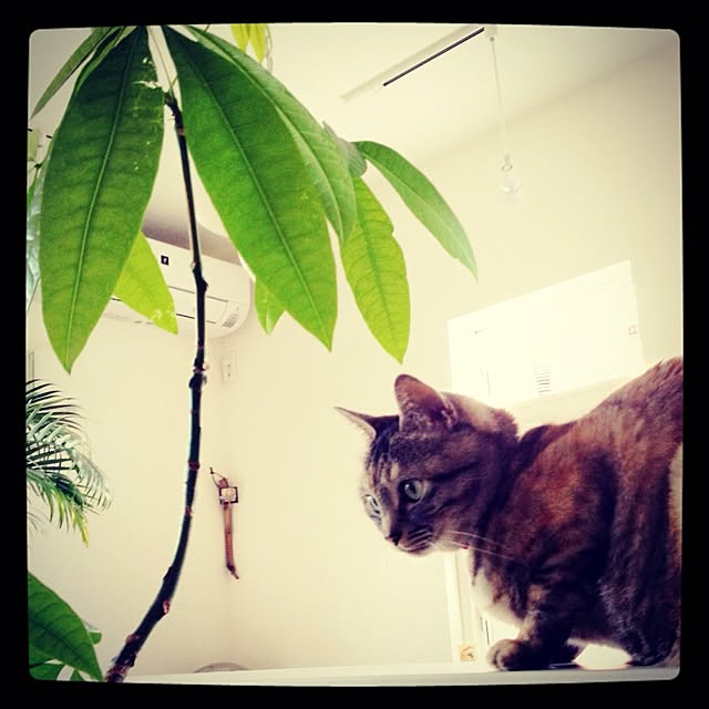 shinさんの実例写真