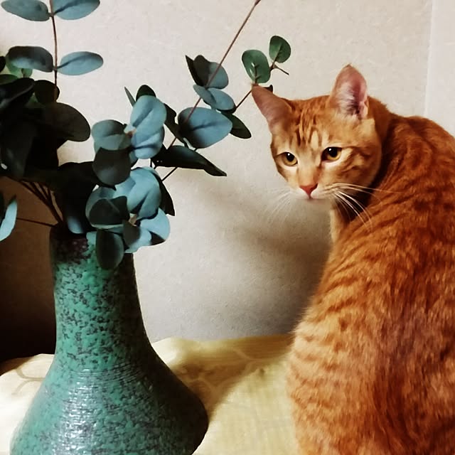 kichiさんの実例写真