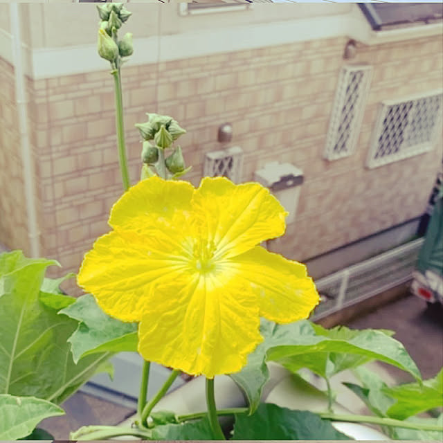 Ryanさんの実例写真