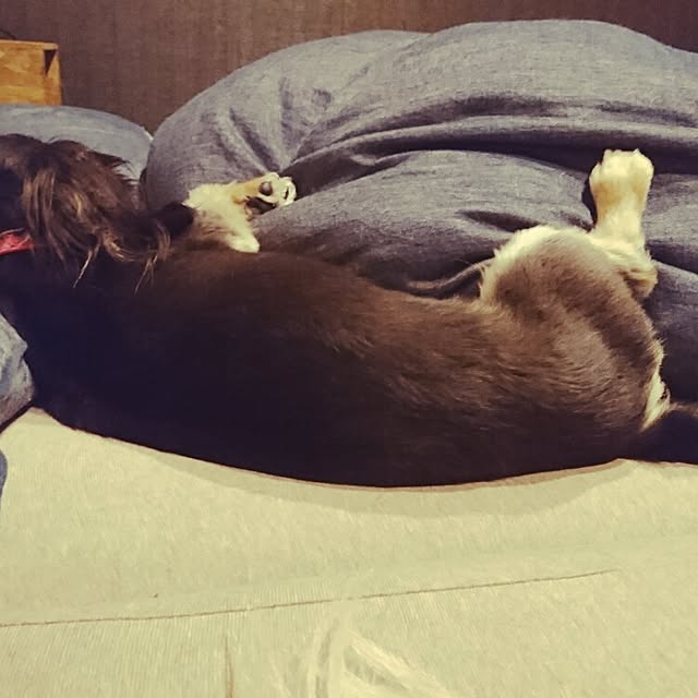 cocosorasakuさんの実例写真