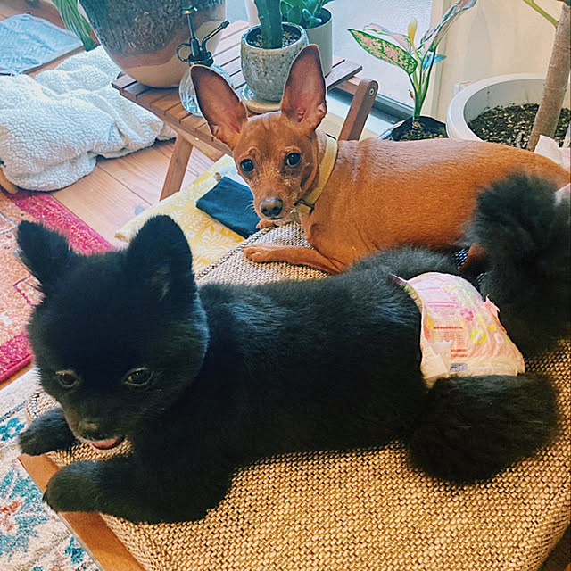 chariさんの実例写真