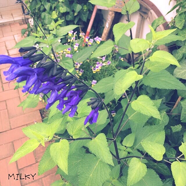 milkyさんの実例写真