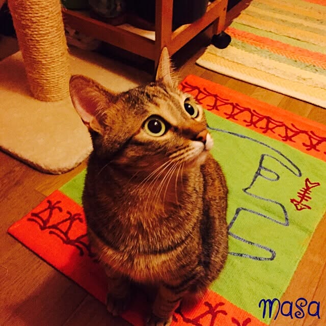 MASAさんの実例写真