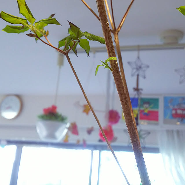 hiromimiさんの実例写真