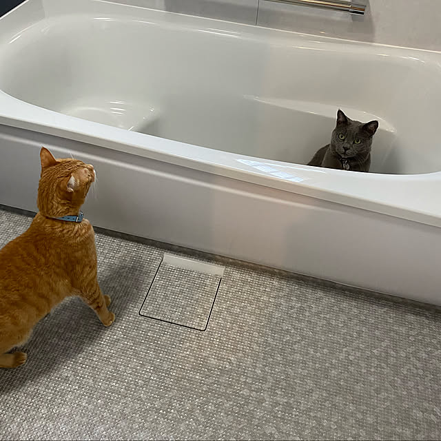 coronさんの実例写真