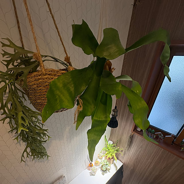 バス/トイレ/こうもりらん/吊り下げ観葉植物のインテリア実例 - 2025-04-14 21:57:18