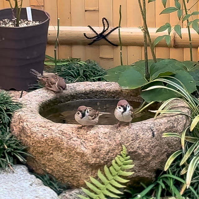 faunさんの部屋