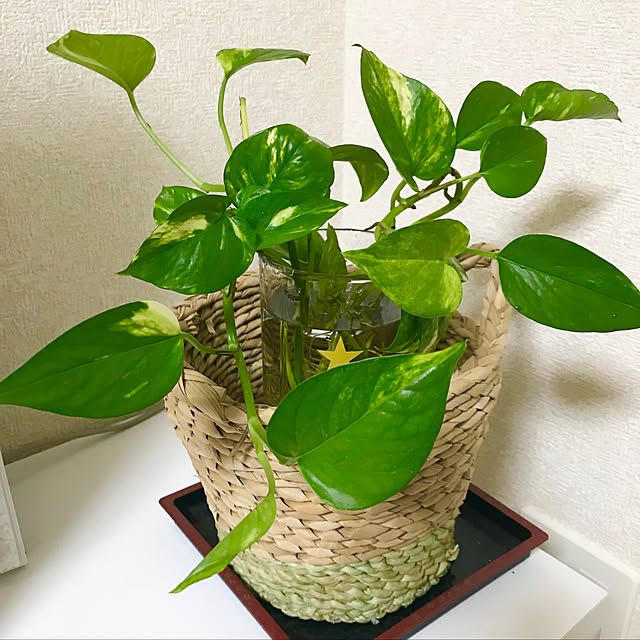 Shinさんの実例写真