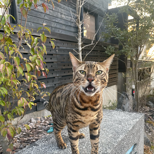 kabu10さんの実例写真