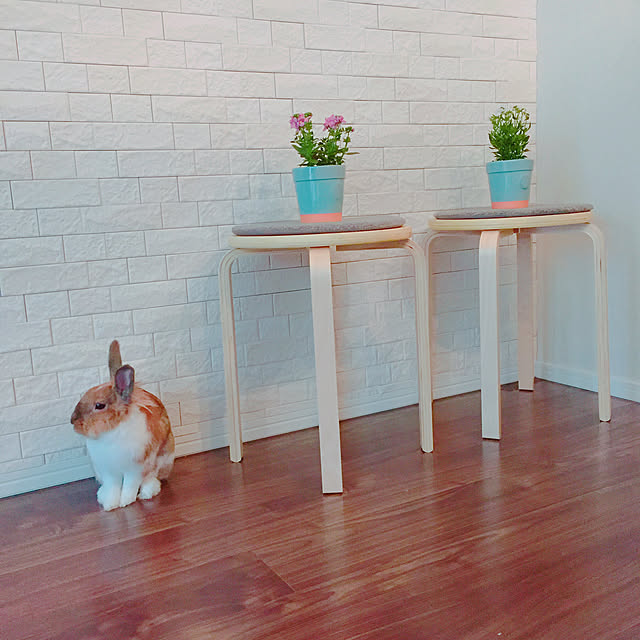 Ayakaさんの実例写真