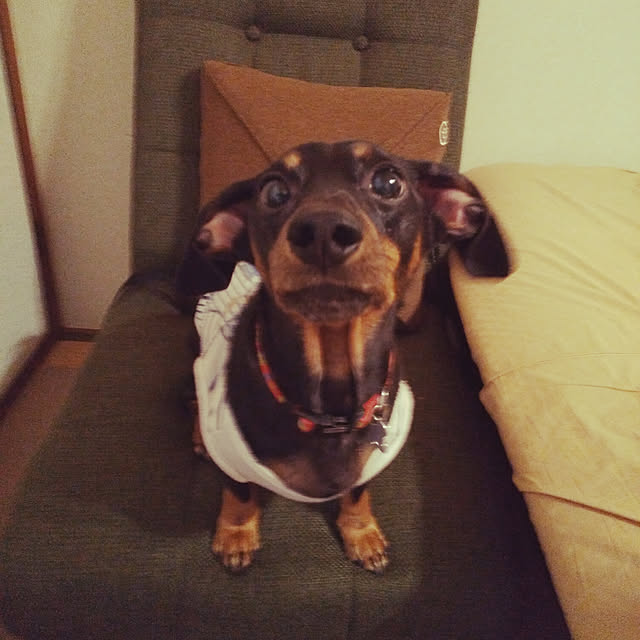 korohukumamanさんの実例写真