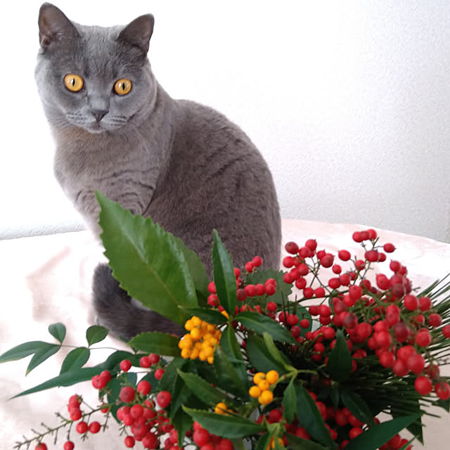 suzuさんの実例写真