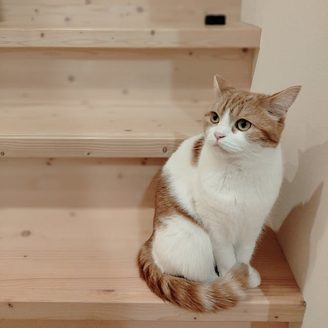 Coney_Island_NYさんの実例写真