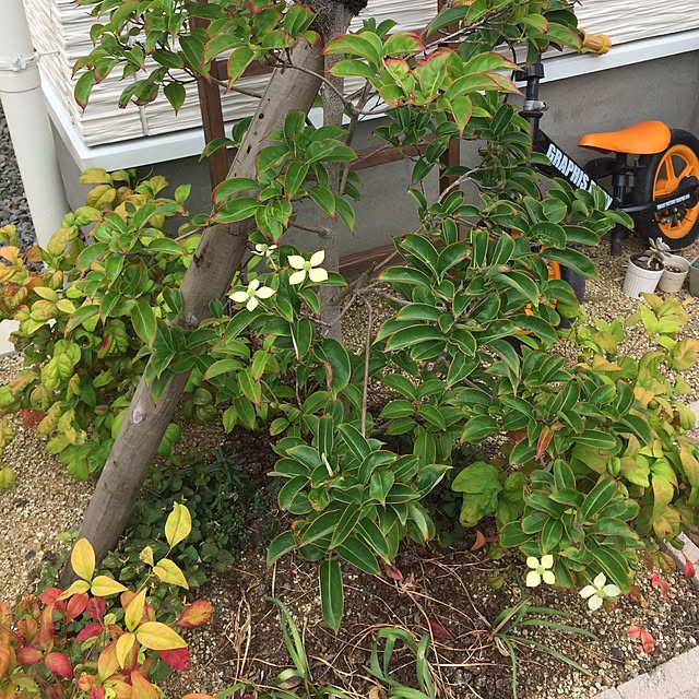 mamemamさんの実例写真