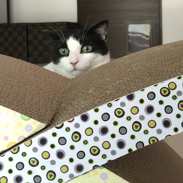 neuruさんの実例写真