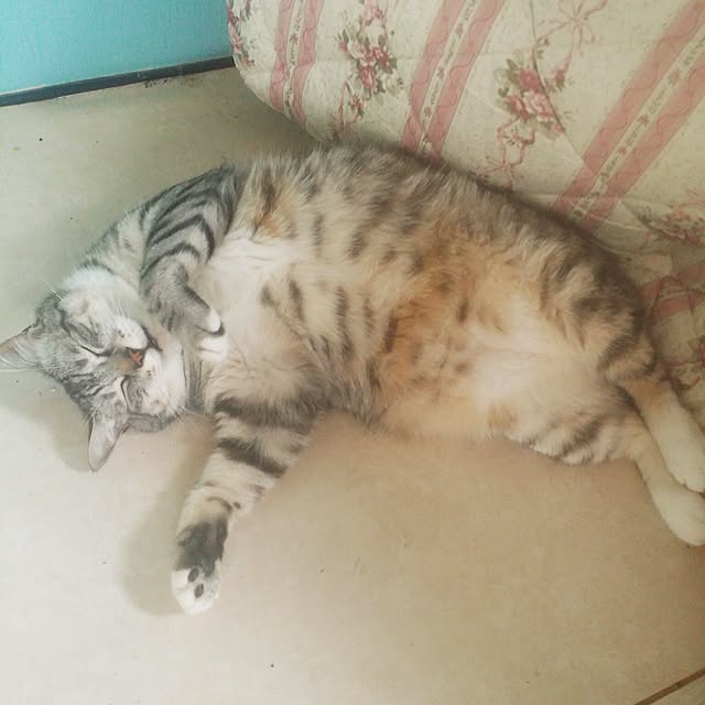 annさんの実例写真