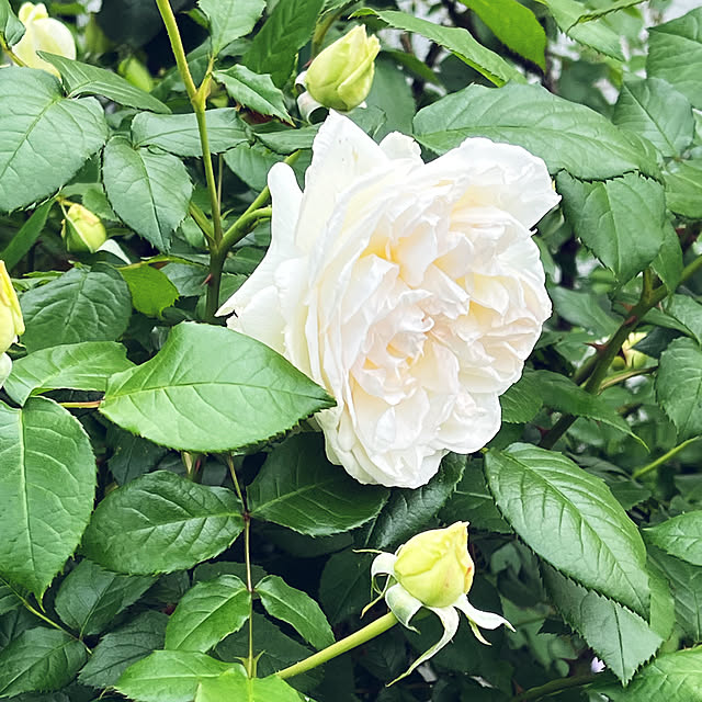 seiseiさんの実例写真