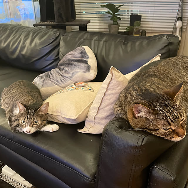 chihiroさんの実例写真