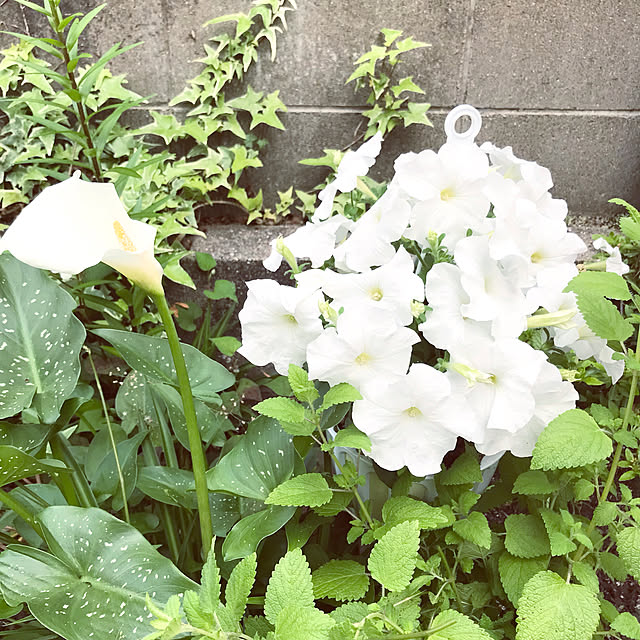 tararaさんの実例写真