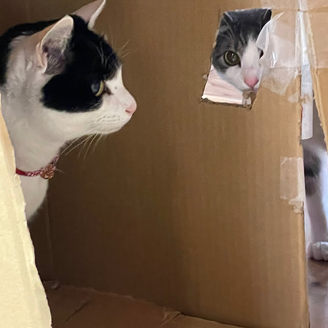 nekosamaさんの実例写真