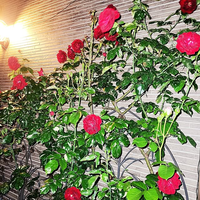 mimi828さんの実例写真