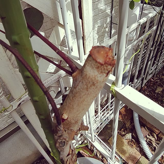 Bienvenueさんの部屋