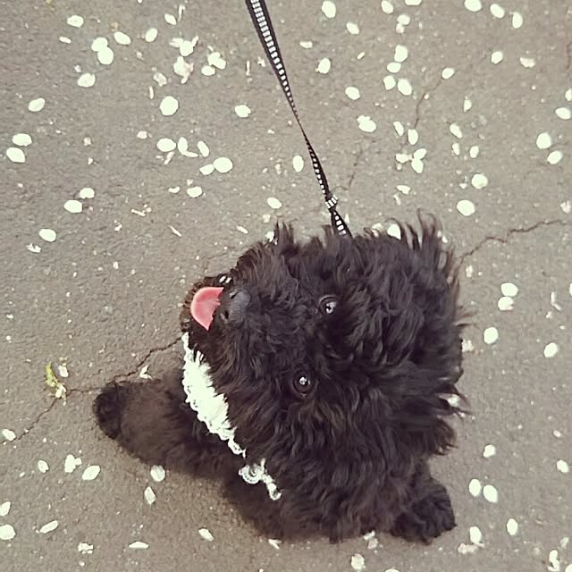 junhimeさんの実例写真