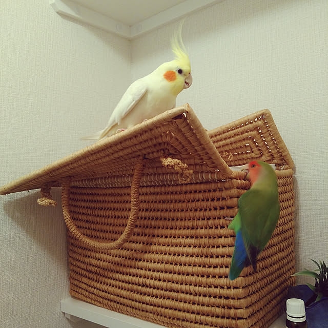 toratanさんの実例写真