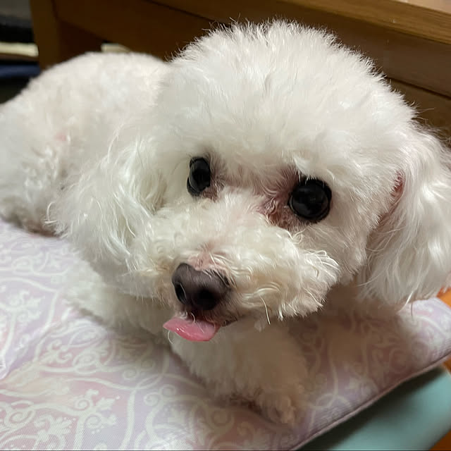kakoさんの実例写真