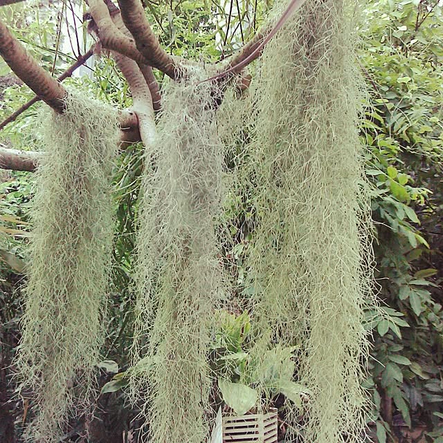 Plantexhibitionhallさんの実例写真
