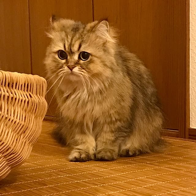 butachanさんの実例写真