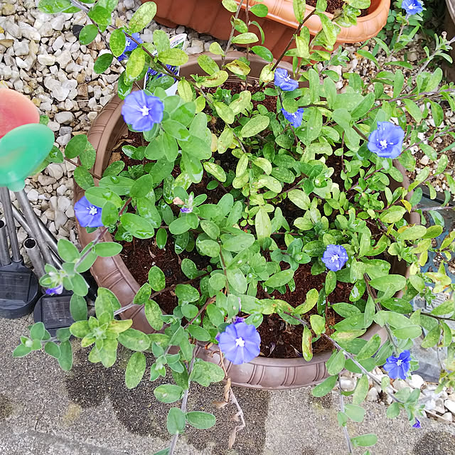 yumirinさんの実例写真