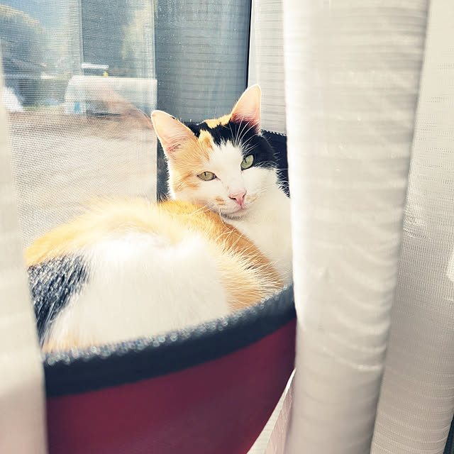 実例写真