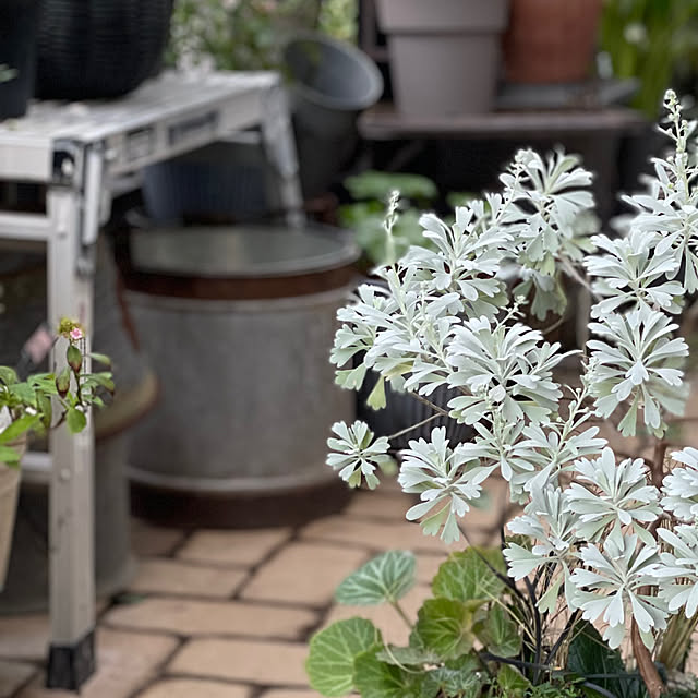 shiropenguinさんの部屋