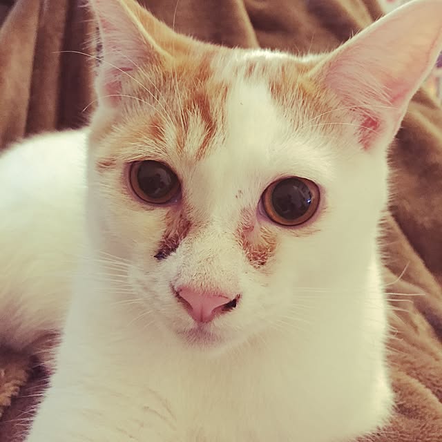 minkokoさんの実例写真