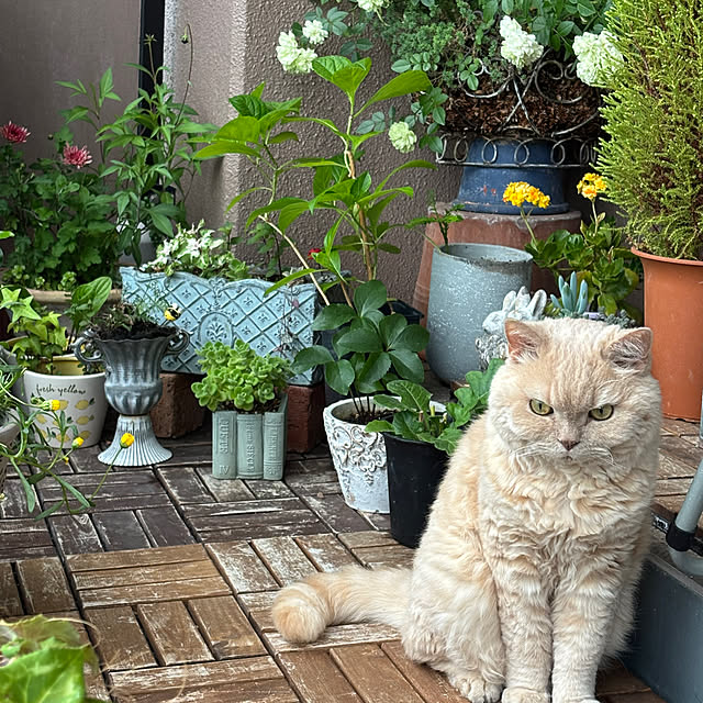 naokoさんの部屋