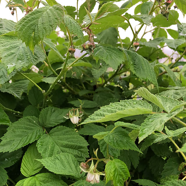 ayanyanさんの実例写真