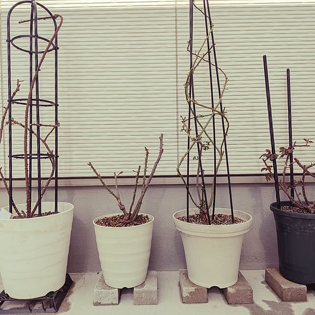 kumijiさんの実例写真