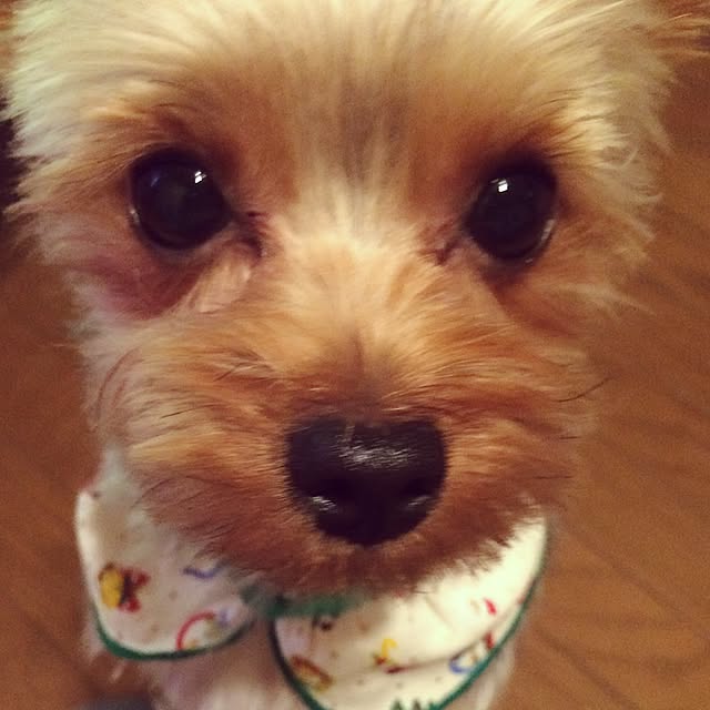 Chocoさんの実例写真