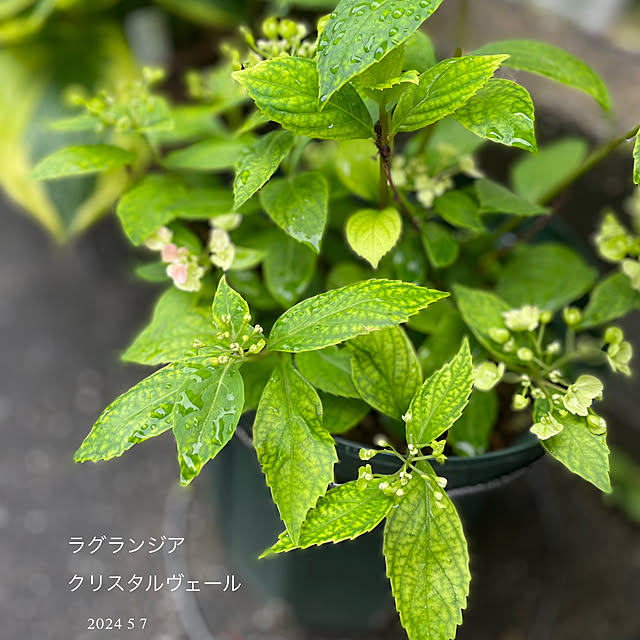 buchiさんの部屋