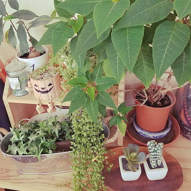 玄関/入り口/観葉植物/3COINSのインテリア実例 - 2018-06-29 08:13:40