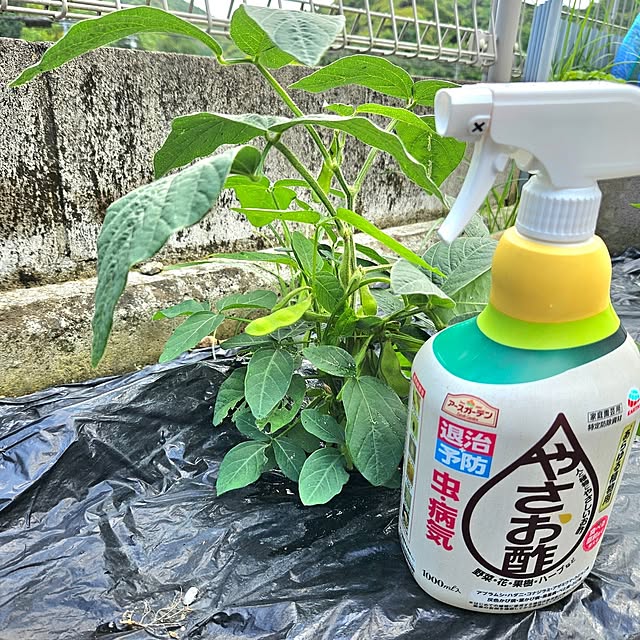 RAMIEさんの実例写真