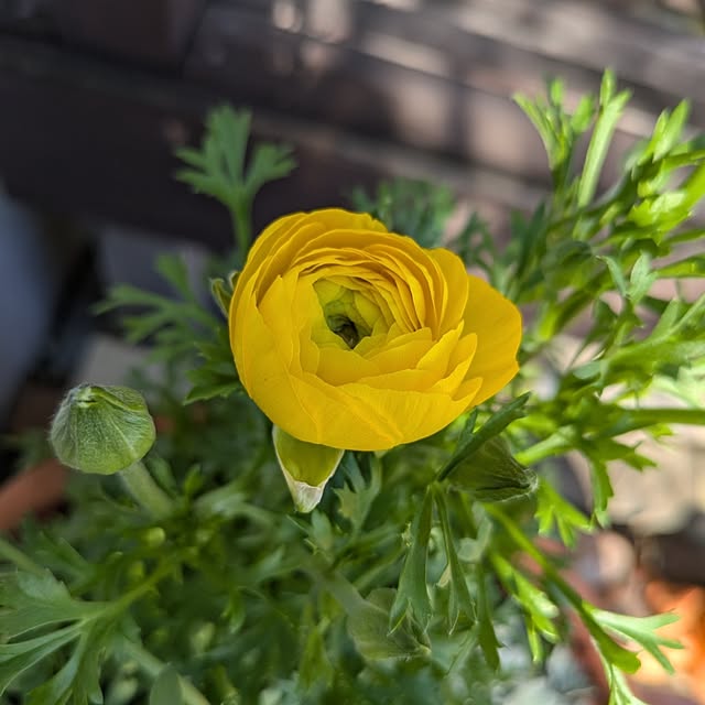 kikufujiさんの部屋