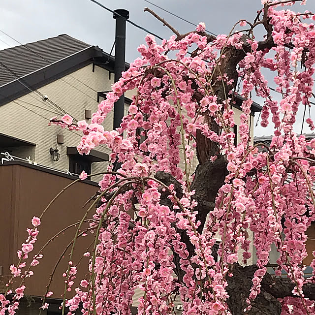 ayomoyuさんの実例写真