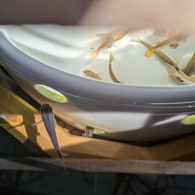 mi-saさんの部屋